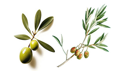 SICILIAN OLIVE OIL