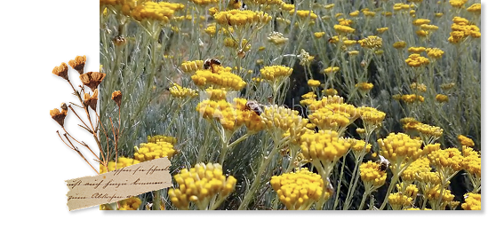 IMMORTELLE