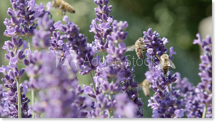 FRENCH LAVENDER